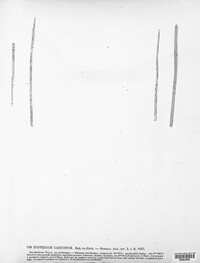 Lophodermium caricinum image